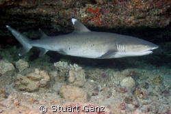 White tip reef shark, This one has a hook in the mouth an... by Stuart Ganz 